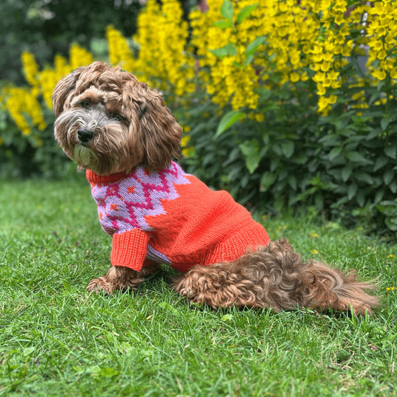 Bichon Havanais - Hundepullover
2