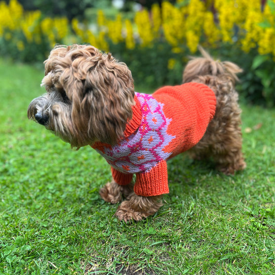 Bichon Havanais - Hundepullover
3