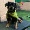 

Cuddly Wrap - Hundehalstuch
5