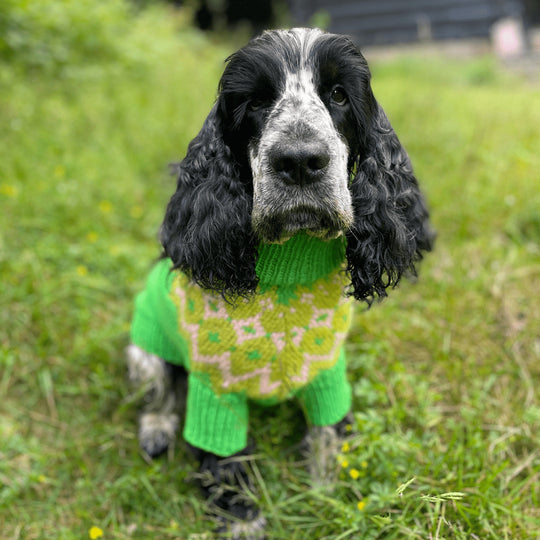 Cocker Spaniel - Hundepullover