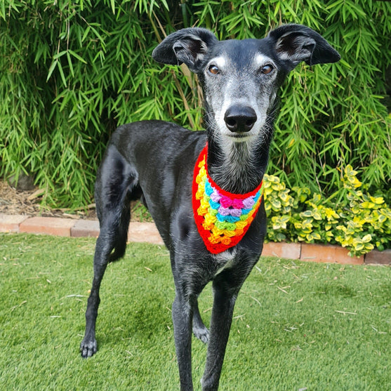 

Dandy - Bandana per cane
2