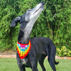 

Dandy - Bandana per cane
3
