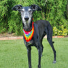 

Dandy Hundehalstuch
4