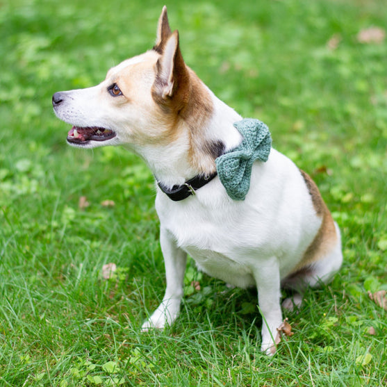 

Wow Bow - Hundefliege
1