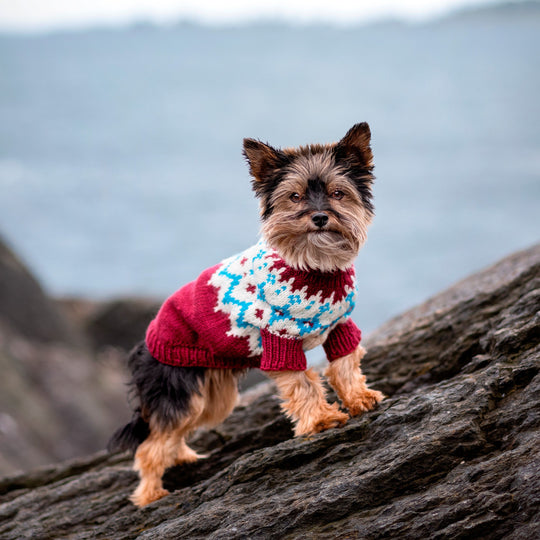 Yorkshire Terrier - Pull pour Chien