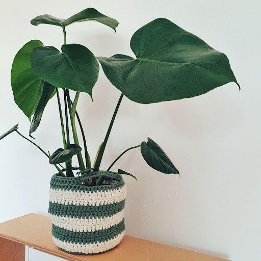 

June - Pflanzenkorb
1